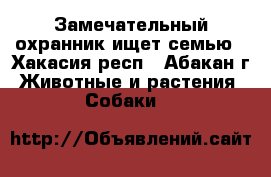 Замечательный охранник ищет семью - Хакасия респ., Абакан г. Животные и растения » Собаки   